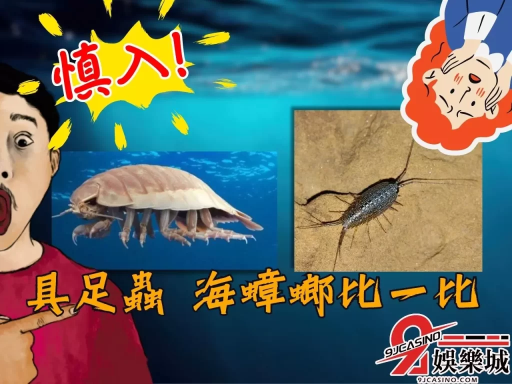 大王具足蟲 詹姆斯具足蟲 具足蟲海蟑螂